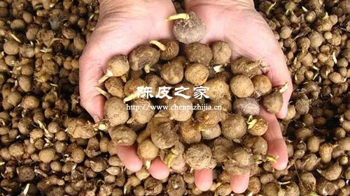 陈皮为什么不能和半夏一起用