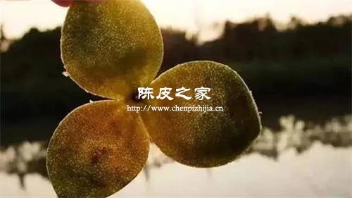 新会陈皮透光性测试