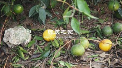 中药陈皮的功效与作用是什么