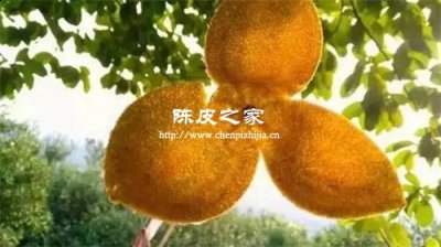 自己晒的橘子皮三年多了和陈皮有什么区别