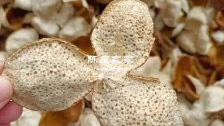 放了两年的橘子皮也叫陈皮吗