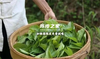 喝桑叶陈皮茶的功效与作用