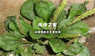 陈皮和车前草能一起泡吗