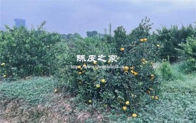 广东什么地方的陈皮最好