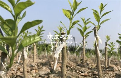 圈枝陈皮和驳枝陈皮的区别