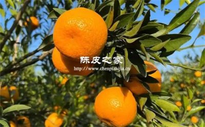 华南地区有哪个市种植新会柑