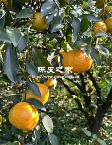 陈皮柑的种植技术与管理方法是啥
