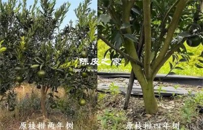 茶枝柑树龄越高，陈皮品质越差吗