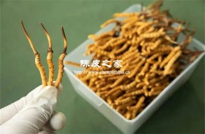 虫草川贝陈皮可以一起炖吗
