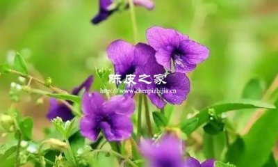 紫花地丁配伍陈皮的功效