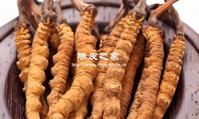 陈皮能和虫草一起泡水喝吗