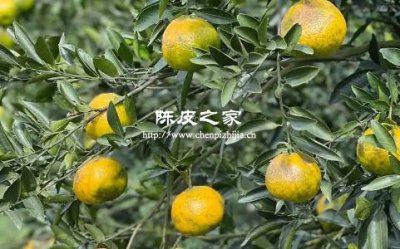 新会的陈皮用哪个品种的柑
