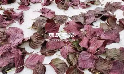 紫苏陈艾陈皮一起熬水用量以及功效