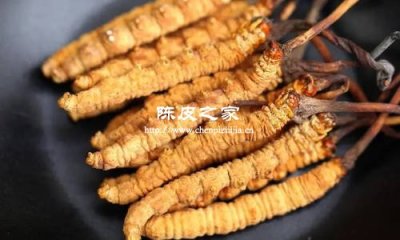 长期喝陈皮加虫草泡水功效有什么好处吗