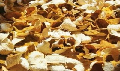 家里制作的陈皮要经常晒一晒吗