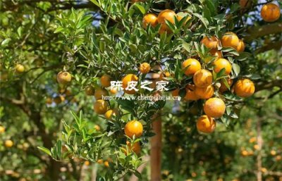 同一棵茶枝柑的果皮为什么不同