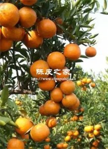 潮州陈皮与新会陈皮有哪些区别