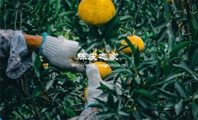 怎么制作陈皮以及保存方法