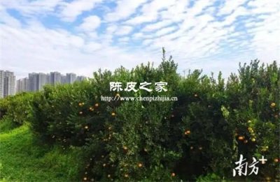 为什么广西陈皮价格会低那么多