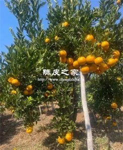 所有橘子皮都能做陈皮？你可能想错了