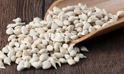 橘核是什么，能和陈皮一起泡水喝吗