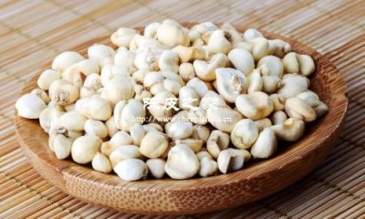 川贝老陈皮泡水喝有什么好处