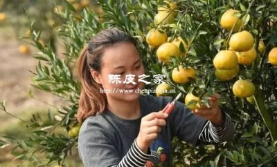 新会大红陈皮与二红陈皮有什么区别