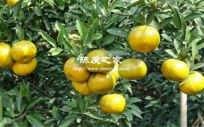 为什么新会陈皮特别珍贵？