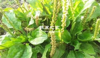 车前草能和陈皮一起煲水喝吗