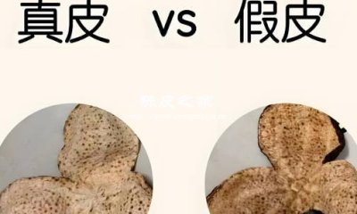 市面上陈皮都是真的陈皮吗