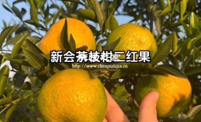 做陈皮选用什么样的水果最好