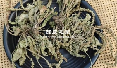 车前草加陈皮茶可以长期喝吗