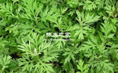 艾草紫苏陈皮可以在一起熬吗