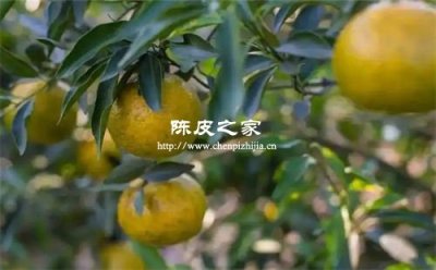 做1斤陈皮需要多少斤鲜果皮