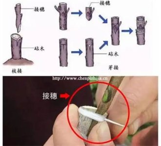 新会陈皮的驳枝圈枝原枝有啥区别