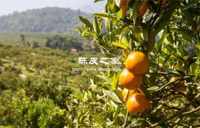 在哪里买十年以上年份的陈皮比较好