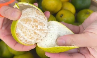 陈皮炮制全解：传统工艺与现代改良