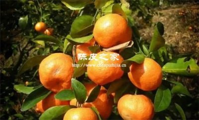 除了新会陈皮哪里的陈皮质量也可以