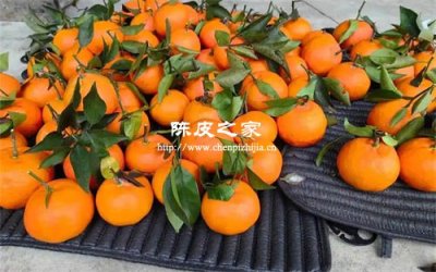 陈皮就是晒干的橘子皮？你可能误会了